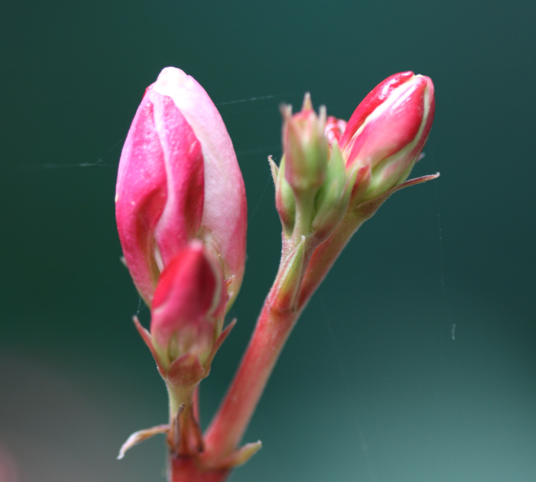 gemmotherapie oria nature