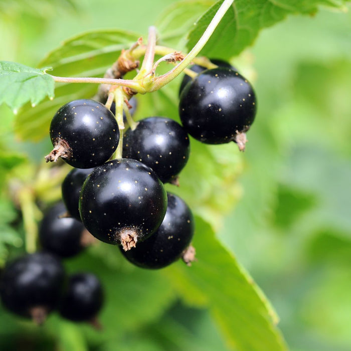 Cassissier bio oria nature