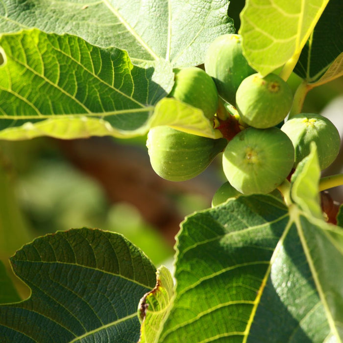 Figuier bio oria nature