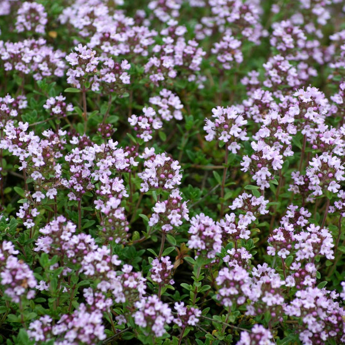 Serpolet bio oria nature