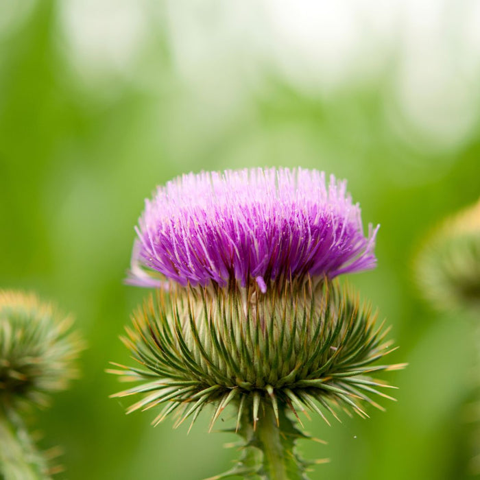 bardane bio oria nature