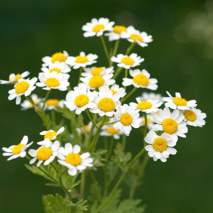 camomille matricaire bio oria nature